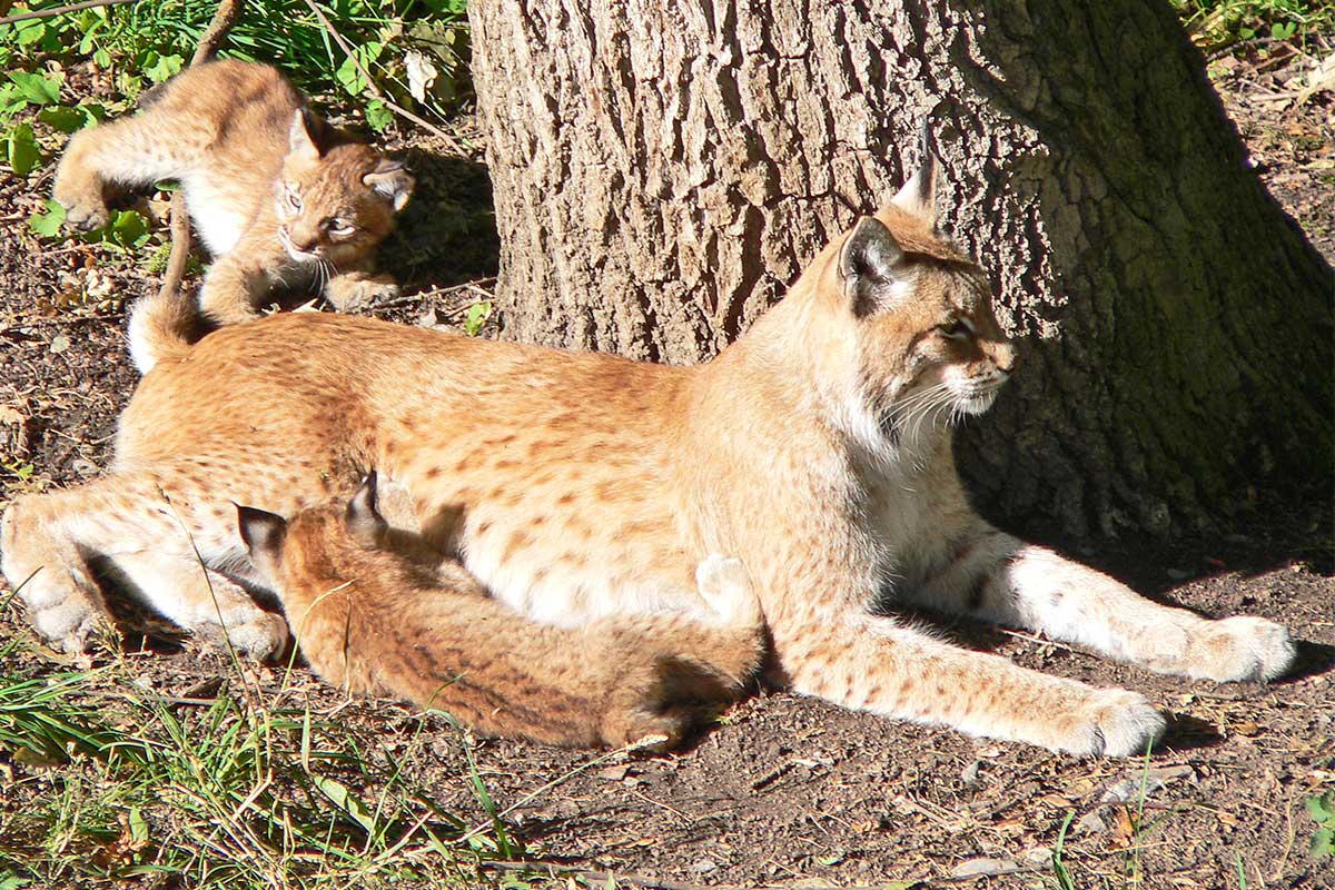 Skansen - Stockholm.com